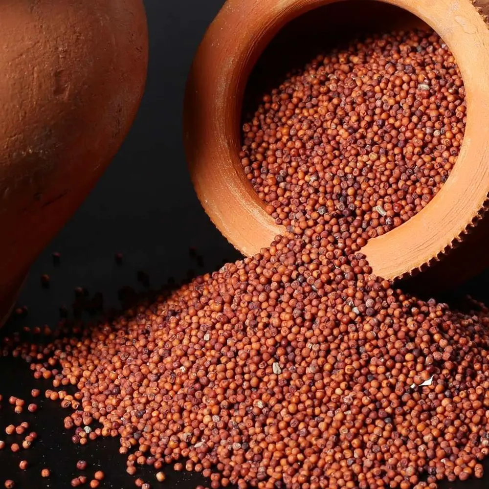 Finger Millet Ragi