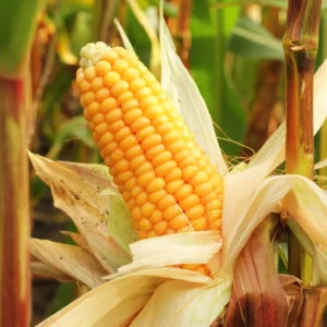 Maize