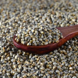 Pearl Millet Bajra
