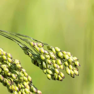 Proso Millet