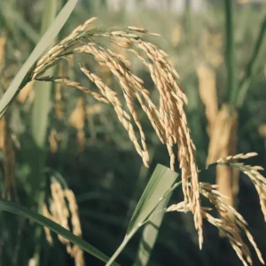 Rice