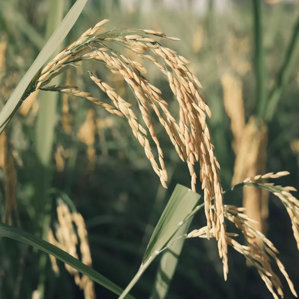 Rice