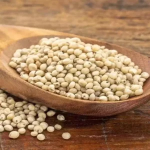 Sorghum Jowar