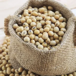 Soybean