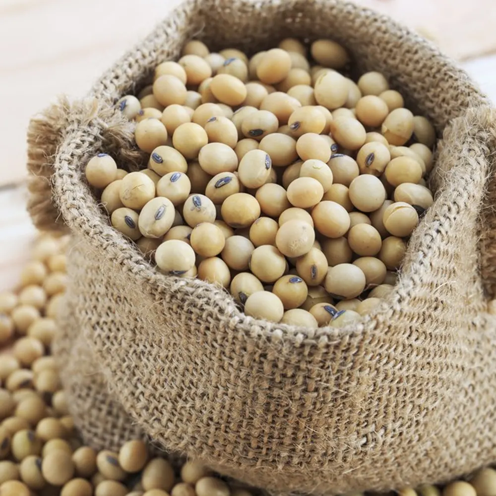 Soybean