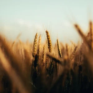Wheat