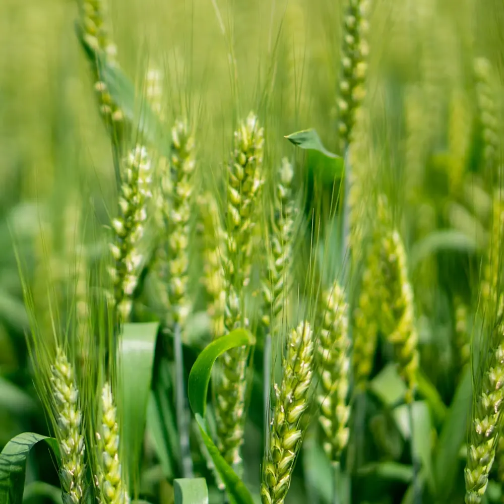 cereals-crop