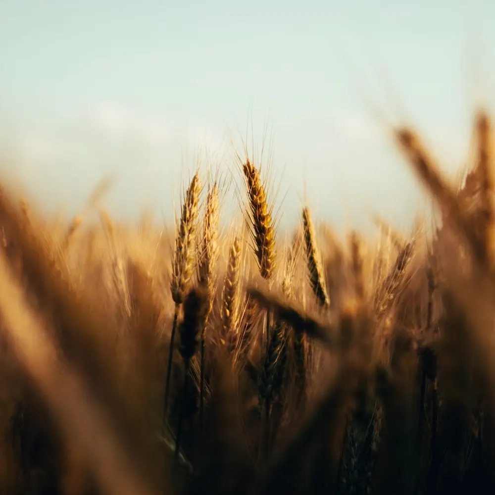Wheat